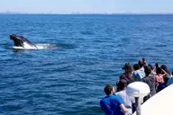 New York City Whale Watching Cruise thumbnail 3