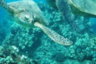Ka'anapali Beach Snorkel and Turtle Spotting 3.5 hr thumbnail 2
