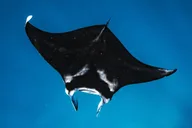 Waianae Dolphin Swim and Snorkeling Safari thumbnail 4