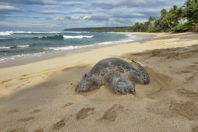 Oahu Private Custom Tour for 6 to 11 People - Image 4