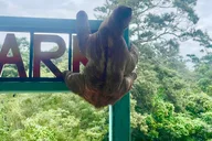 Monkeys and Sloths Private Tour and Beach thumbnail 2