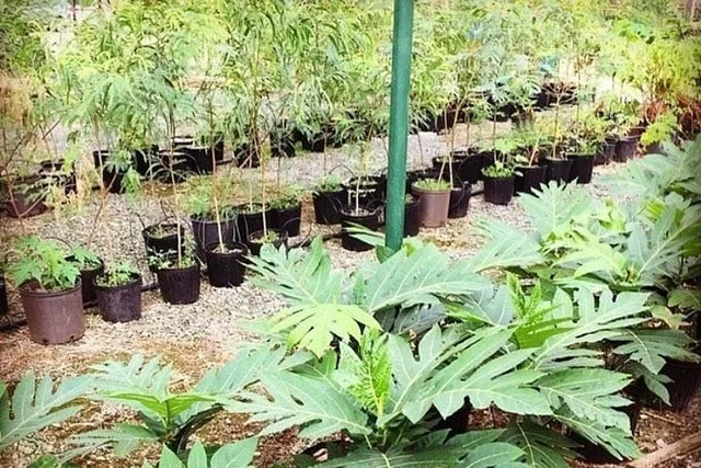 Kaneohe Kualoa Ranch Grown Tour - Image 6