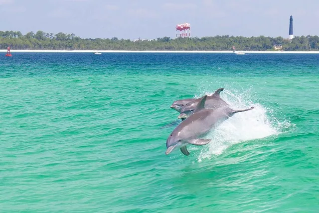 Pensacola Dolphin and Scenic Tour - Image 1