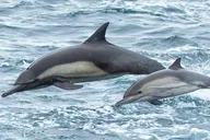 Monterey Whale Watching Tour 3 hr thumbnail 3