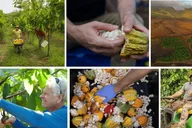 Lahaina Cacao Farm Tour and Tasting thumbnail 1