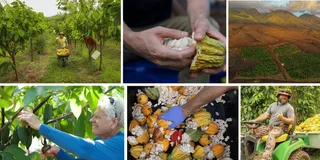 Lahaina Cacao Farm Tour and Tasting