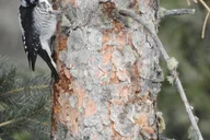 Estes Park Birds of Colorado Speaker Series thumbnail 6