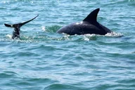 Myrtle Beach Dolphin Cruise on the Sea Thunder thumbnail 3