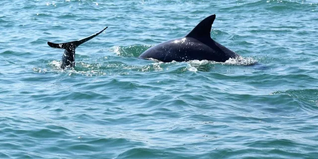 Myrtle Beach Dolphin Cruise on the Sea Thunder - Image 3