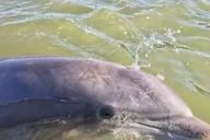 Hilton Head Dolphin Tour with Sunset & Fireworks thumbnail 3