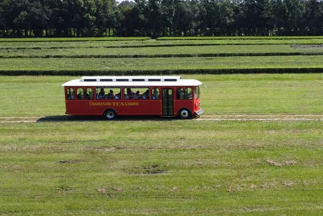 Wadmalaw Island Trolley Tour - Image 4