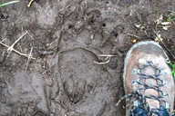 Glacier National Park Nature Walk thumbnail 2