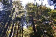 San Francisco Muir Woods and Sausalito Tour with Ferry thumbnail 5