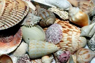 Punta Gorda Boat Tour to Cayo Costa and Cabbage Key thumbnail 4