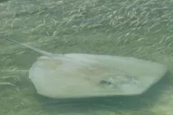 Key West Shark and Wildlife Catamaran Tour thumbnail 6