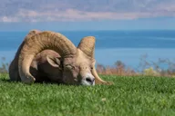 Las Vegas Lake Mead Wildlife and Seven Magic Mountains Tour thumbnail 1