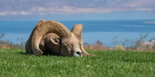 Las Vegas Lake Mead Wildlife and Seven Magic Mountains Tour
