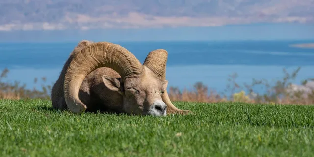 Las Vegas Lake Mead Wildlife and Seven Magic Mountains Tour - Image 1