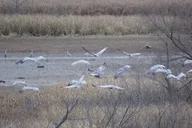 Chattanooga Sandhill Crane Kayak Tour thumbnail 4
