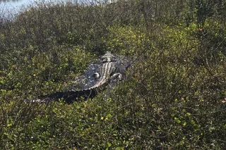 Orlando Everglades Airboat Tour 1 hr