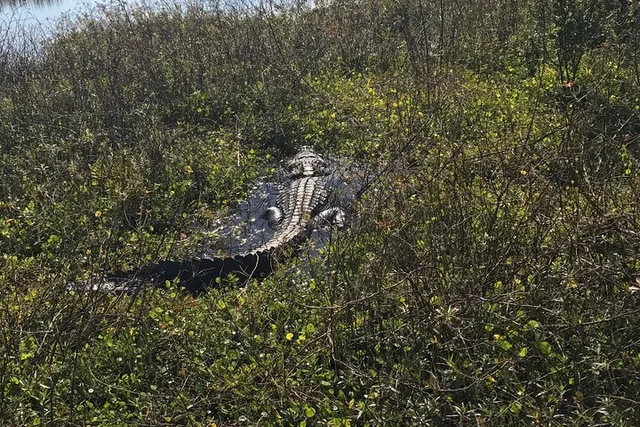 Orlando Everglades Airboat Tour 1 hr - Image 1