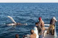 Gloucester Whale Watching Tour thumbnail 4