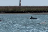 Charleston Shark-Tooth Hunt and Lighthouse Tour thumbnail 1