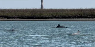 Folly Beach Private River Cruise to Morris Island