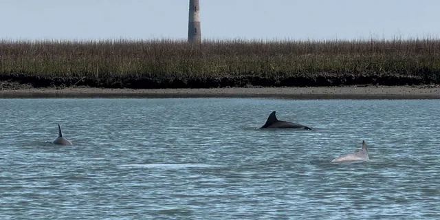 Charleston Shark-Tooth Hunt and Lighthouse Tour - Image 1