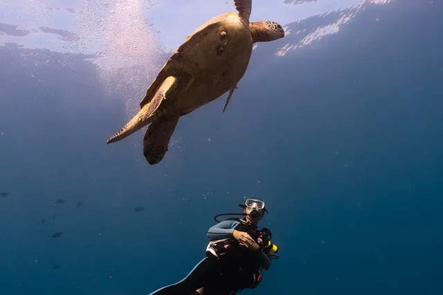 Oahu Scuba Dive at Electric Beach 2 hr - Image 5