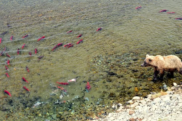 Katmai and Lake Clark Bear Viewing Adventure - Image 2