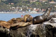 San Diego Seaside Scenic Tour From Orange County thumbnail 6