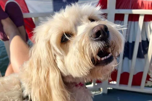 Boston Harbor Dog-Friendly Cruise 90 min - Image 4