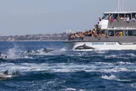 Newport Beach Whale and Dolphin Watching Tour thumbnail 6