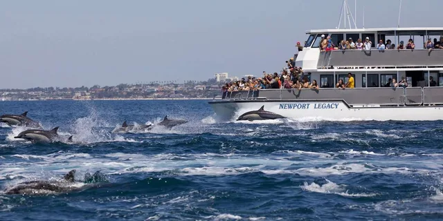 Newport Beach Whale and Dolphin Watching Tour - Image 6