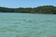 Clearwater Dolphin Jet Ski Tour 2 hr thumbnail 5