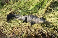 Lake June Fishing Charter in Florida thumbnail 3