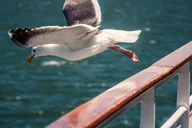 New York City Governors Island Ferry Tour thumbnail 5