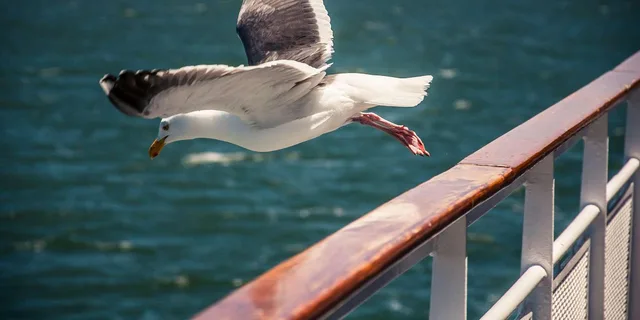 New York City Governors Island Ferry Tour - Image 5