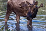 Anchorage Wildlife and Glacier Tour 6 hr thumbnail 1
