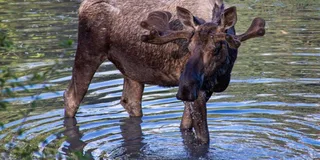 Anchorage Wildlife and Glacier Tour 6 hr