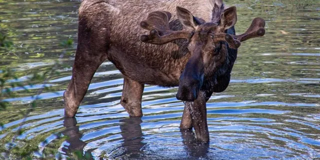 Anchorage Wildlife and Glacier Tour 6 hr - Image 1