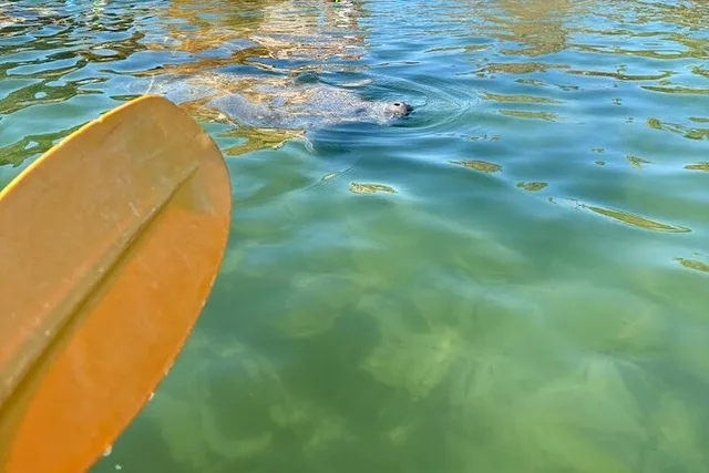 Crystal River Tandem Kayak Rental with Manatees 2 hr - Image 2