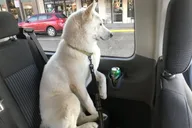 Cody Yellowstone Pet-Friendly Tour thumbnail 6