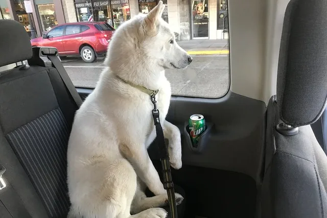 Cody Yellowstone Pet-Friendly Tour - Image 6