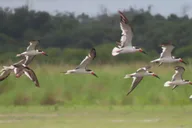 Cape Canaveral Airboat Wildlife Tour with Gator Encounter 3.5 hr thumbnail 2