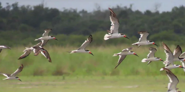 Cape Canaveral Airboat Wildlife Tour with Gator Encounter 3.5 hr - Image 2