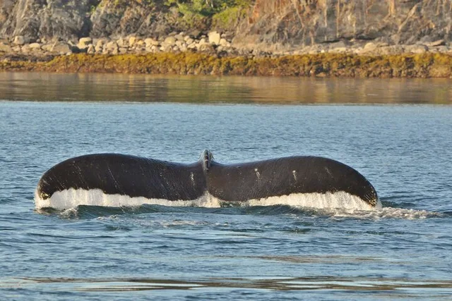 Juneau Whale Watch and Crab Shack Combo - Image 5