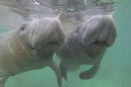 Crystal River Manatee Swim with Divemaster thumbnail 3