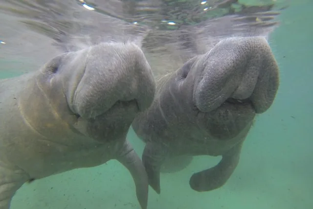 Crystal River Manatee Swim with Divemaster - Image 3